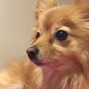 Meet your Posher, Gabee